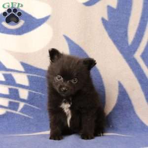 Dolly, Pomeranian Puppy